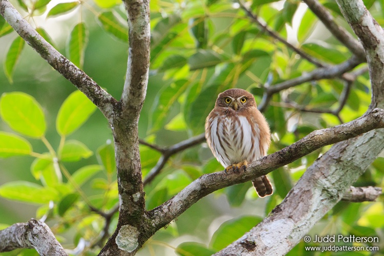 Ferruginous Pygmy-Owl, Crystal Paradise, Belize